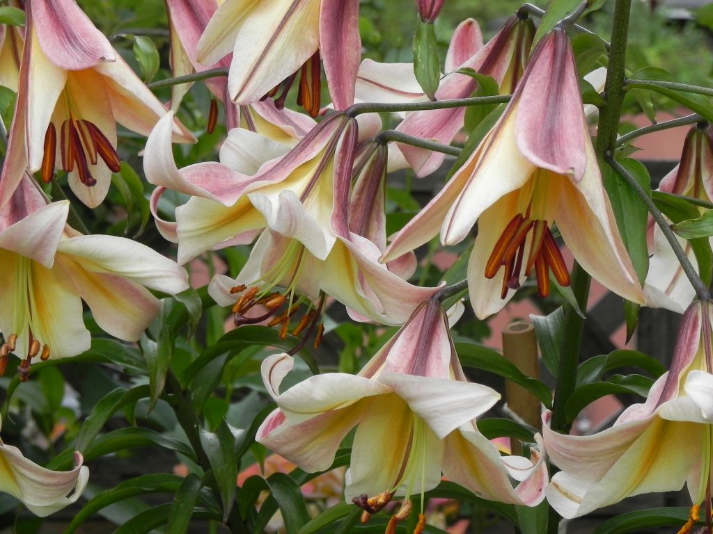 News & Events | Victoria Lily Society